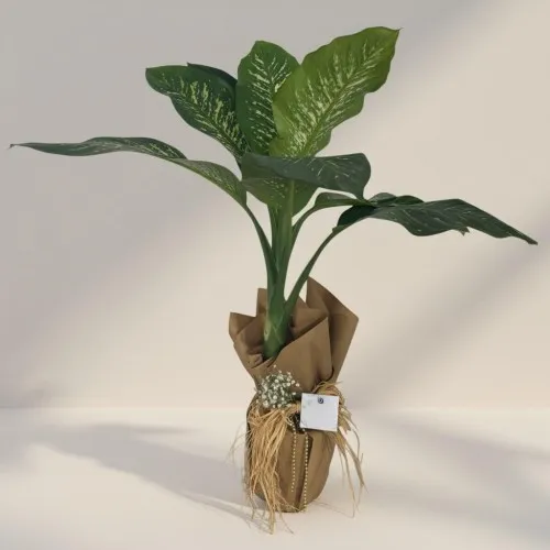Tropic Dieffenbachia Büyük (110cm)