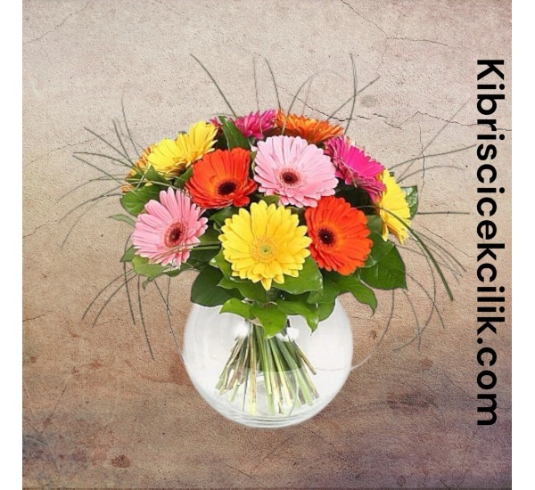 Akvaryumda Gerbera Akvaryumda Gerbera