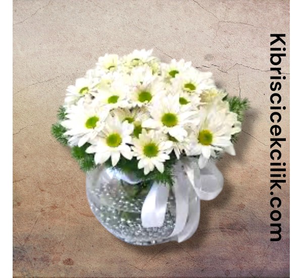 Akvaryumda Papatya Akvaryumda Papatya