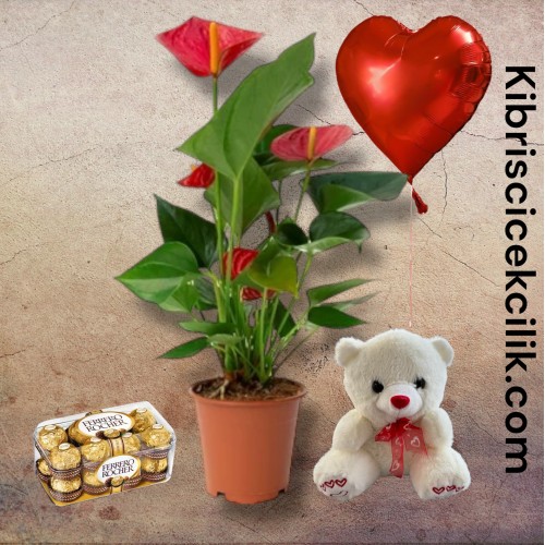 Antoryum Çiçeği Ayıcık 16'lı Ferrero Çikolata Kalp Helyum Balon