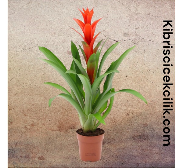 Kırmızı Guzmania Kırmızı Guzmania