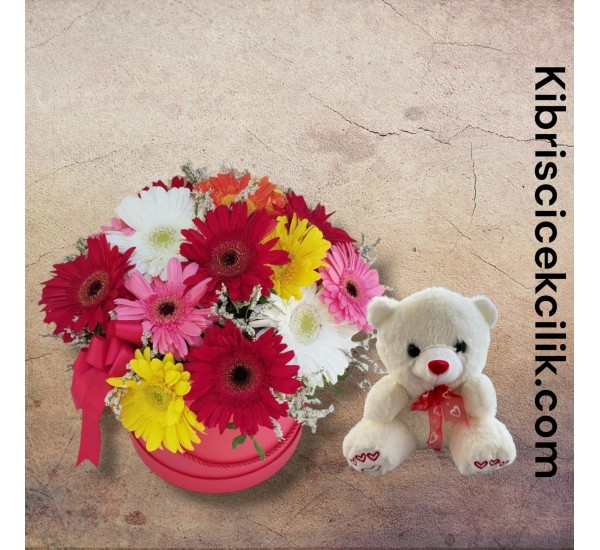Kutuda Gerbera Ayıcık Kutuda Gerbera Ayıcık