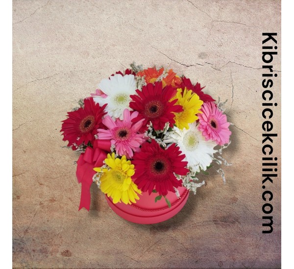 Kutuda Gerbera Kutuda Gerbera