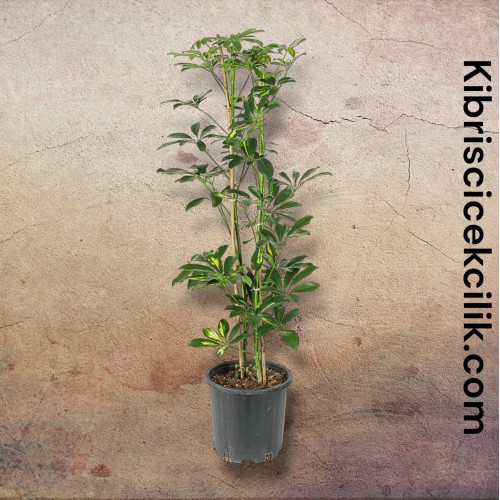Schefflera (Şeflera) Bitkisi