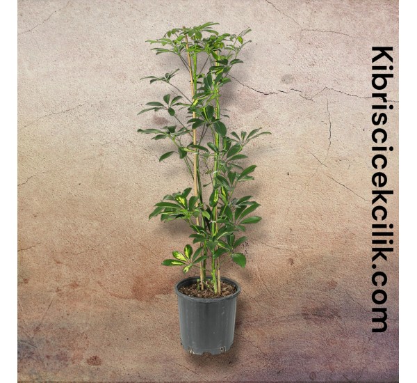 Schefflera (Şeflera) Bitkisi Schefflera (Şeflera) Bitkisi