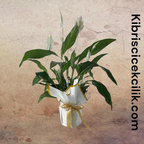 Beyaz Spatifilyum Çiçeği