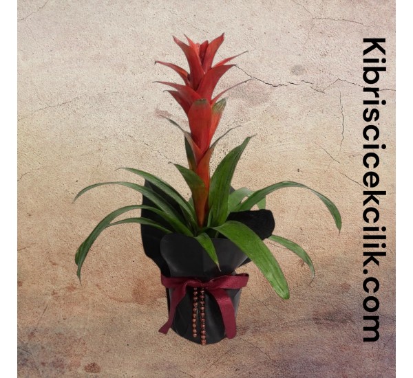 Kırmızı Guzmania
