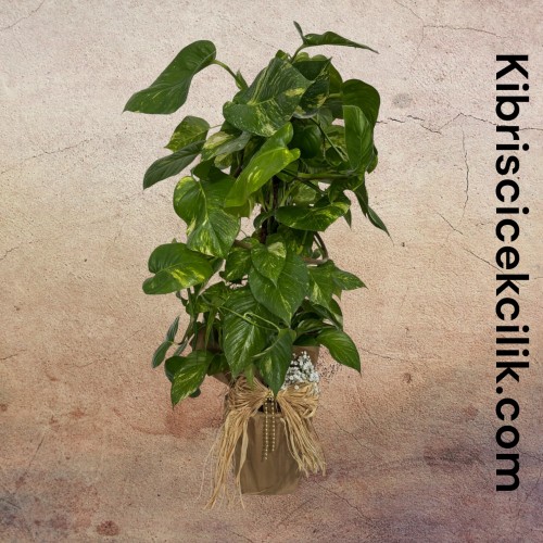 Epipremnum Salon Sarmaşığı (120 cm)