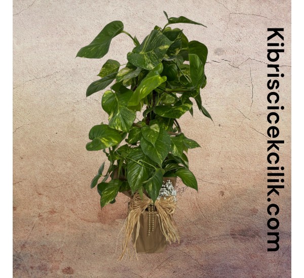 Epipremnum Salon Sarmaşığı (120 cm) Epipremnum Salon Sarmaşığı (120 cm)