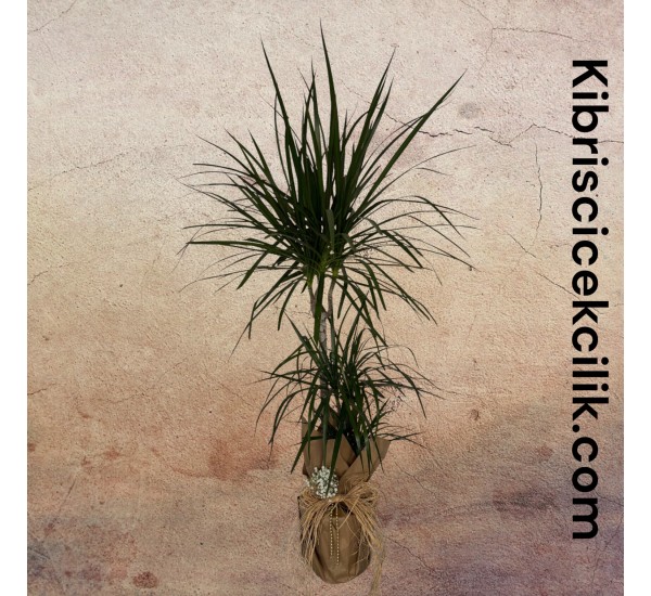 3lü Dracena Marginata (150 cm) 3lü Dracena Marginata (150 cm)