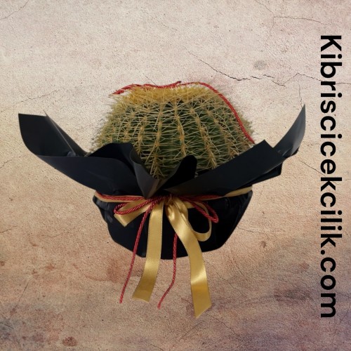 Ekinoks Kaktüs Büyük