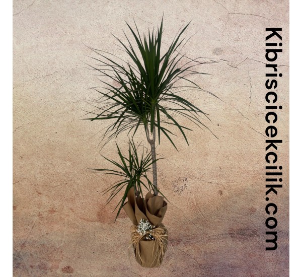 2li Dracena Marginata (130cm) 2li Dracena Marginata (130cm)