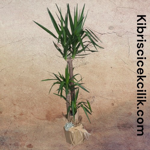 3lü Yucca Ağacı (190 cm)