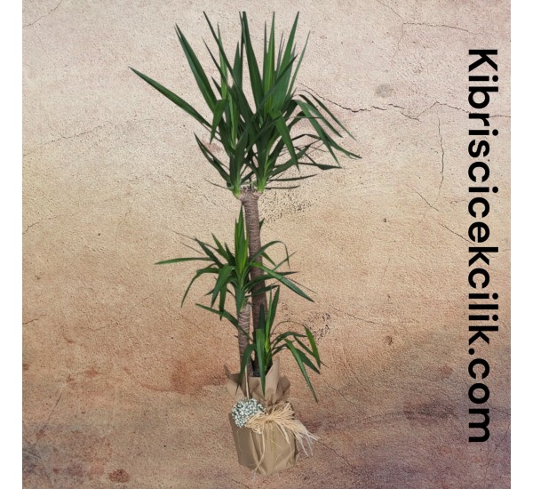 3lü Yucca Ağacı (190 cm)