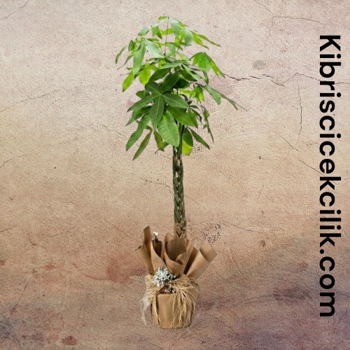 Örgülü Pachira Ağacı (160cm)