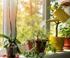 Kuzey Kıbrıs'ta Çiçek ve Bitki Bakım Rehberi