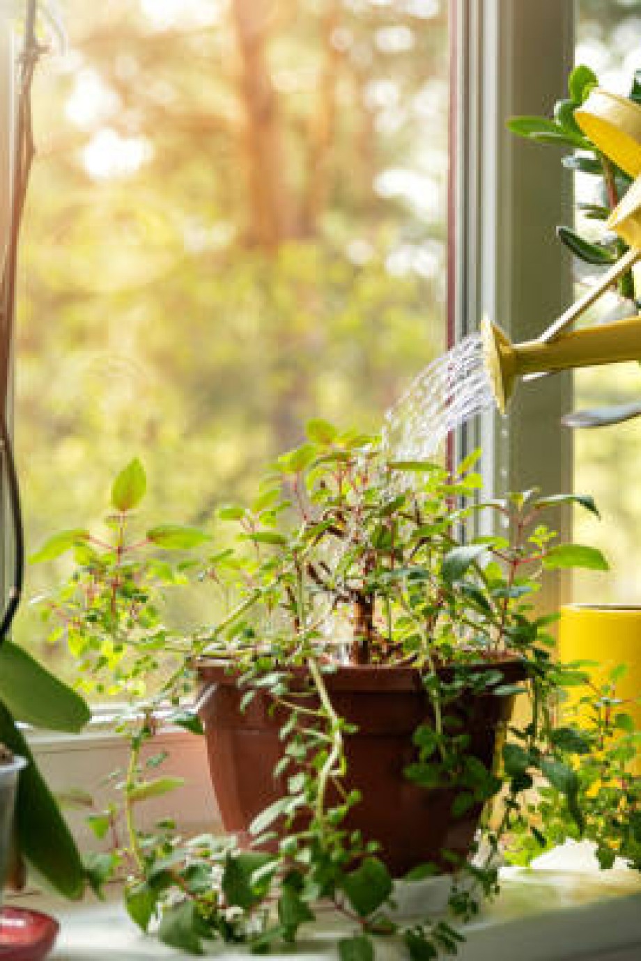 Kuzey Kıbrıs'ta Çiçek ve Bitki Bakım Rehberi