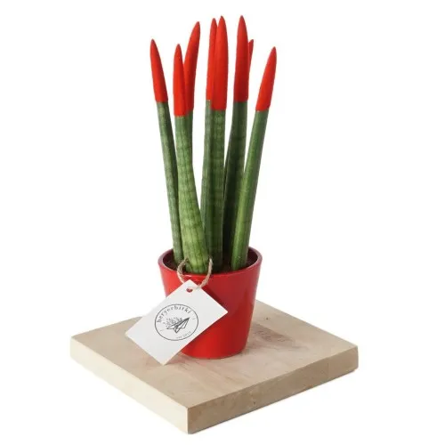Sansevieria (Paşa Kılıcı Renkli)
