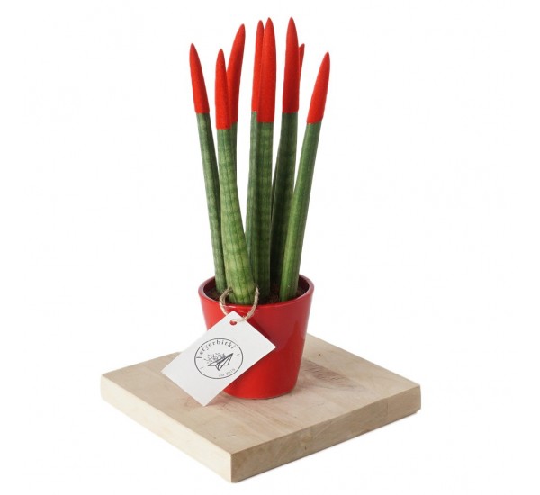 Sansevieria (Paşa Kılıcı Renkli) Sansevieria (Paşa Kılıcı Renkli)