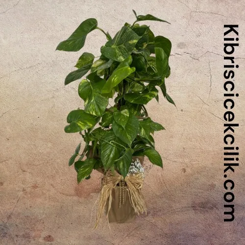 Epipremnum Salon Sarmaşığı (120 cm)