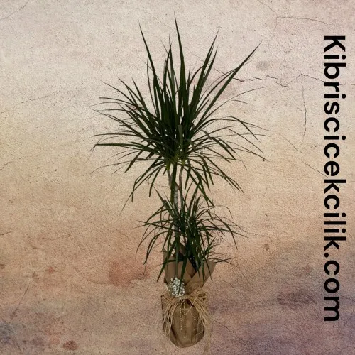 3lü Dracena Marginata (150 cm)