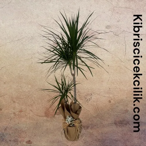 2li Dracena Marginata (130cm)