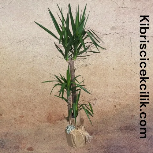 3lü Yucca Ağacı (190 cm)