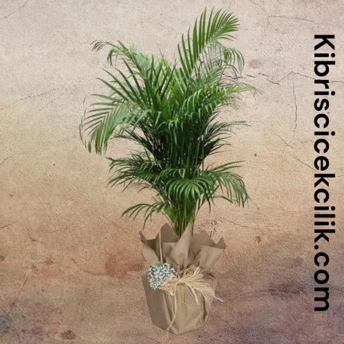 Areka Büyük (160 cm)