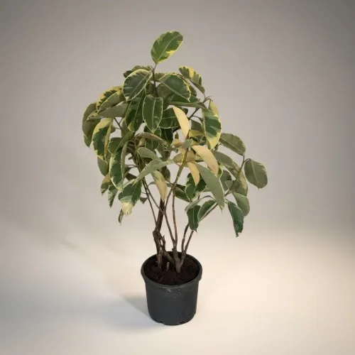 Ficus Tineke Kauçuk