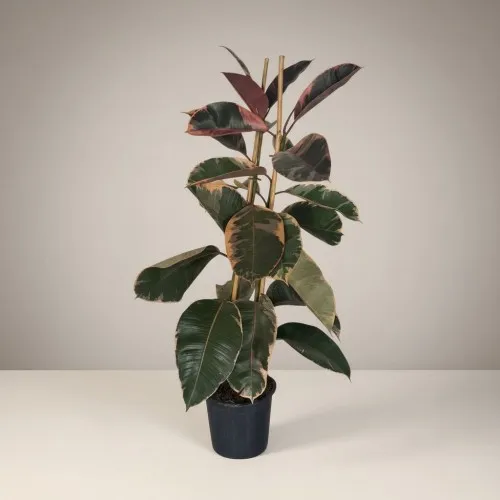 Ficus Belize Kauçuk