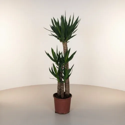 3lü Yucca Ağacı (ORTA)