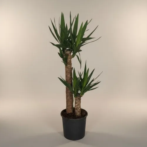 2Lİ Yucca Küçük