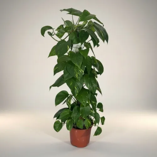 Epipremnum Salon Sarmaşığı Orta