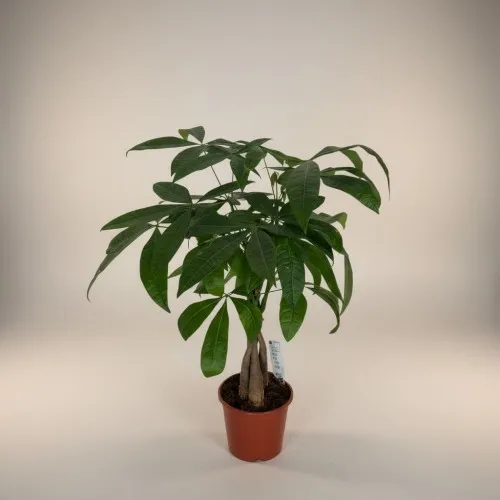 Para Ağacı (Pachira Küçük)