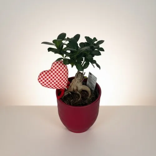 Seramik Saksıda Bonsai