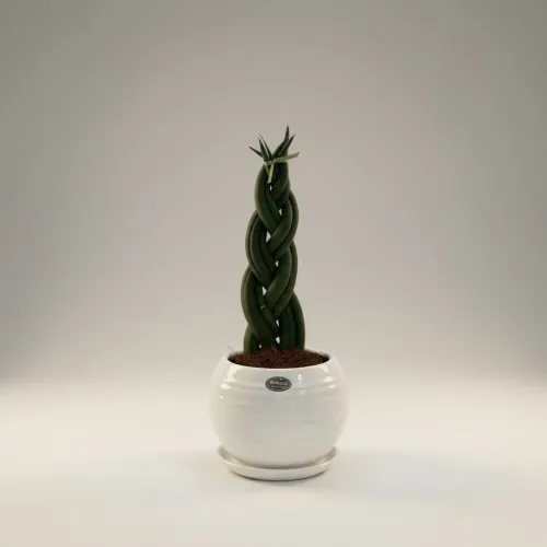 Saksıda Sanseveria Örgülü