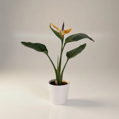 Saksıda Cennet Kuşu