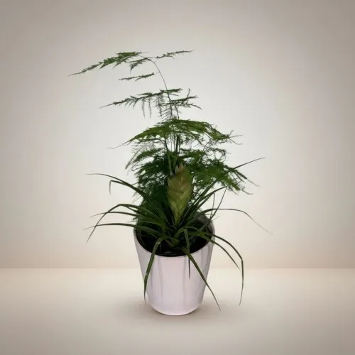 Saksıda Asporgus ve Tillandisia