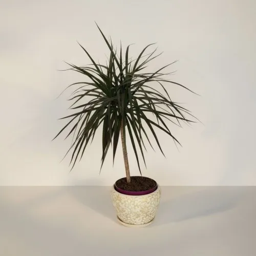 Özel Saksılı Tekli Margarita