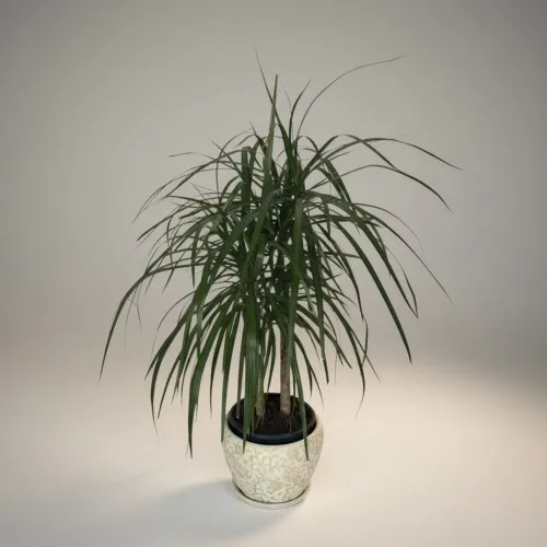 Özel Saksılı 2li Küçük Margarita