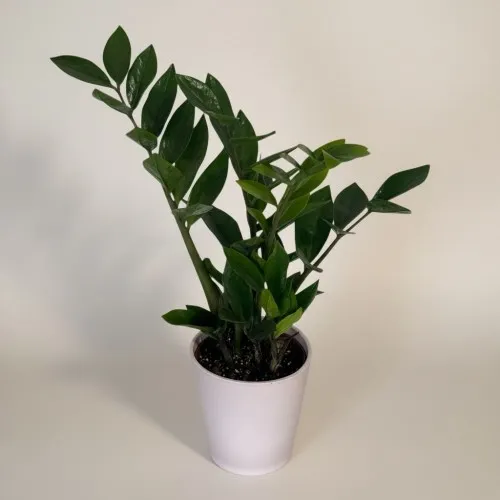 Saksıda Zamioculucas (Küçük)