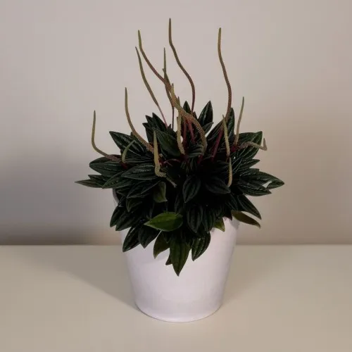 Saksıda Peperomia Rice