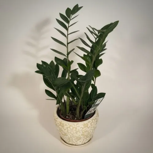 Özel Saksılı Zamioculucas (Orta)