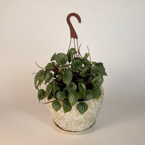 Özel Saksılı Melo