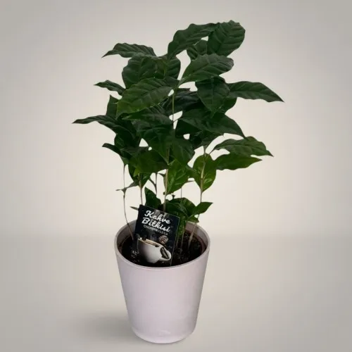 Saksıda Kahve Bitkisi