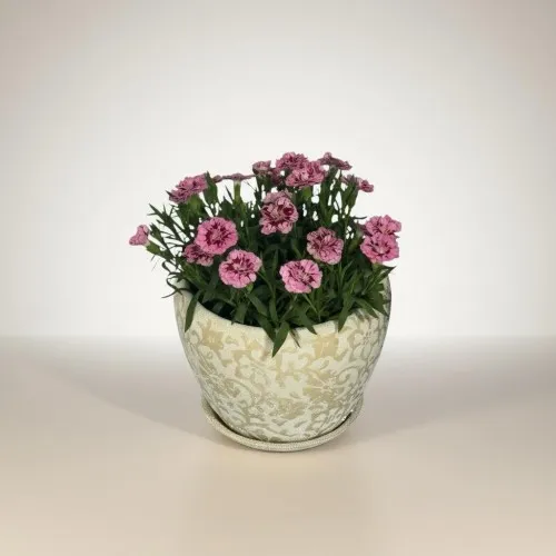 Özel Saksılı Karanfil