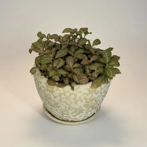 Özel Saksılı Fittonia