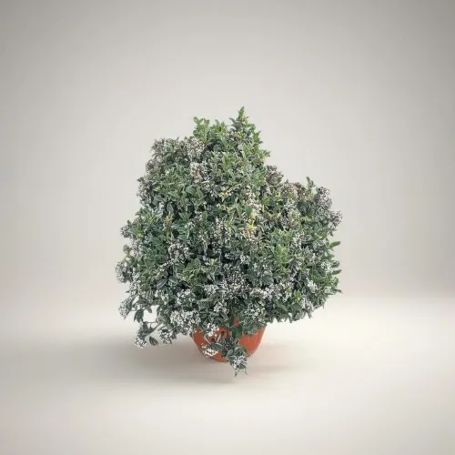 Dev Kar Topu Çalısı