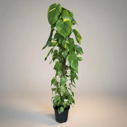 Dev Epipremnum Salon Sarmaşığı