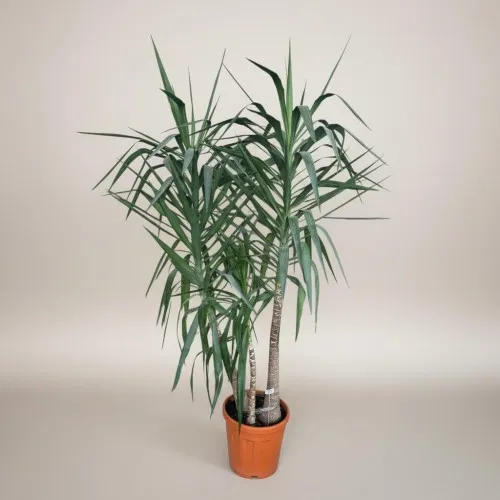 3lü Dev Yucca Ağacı